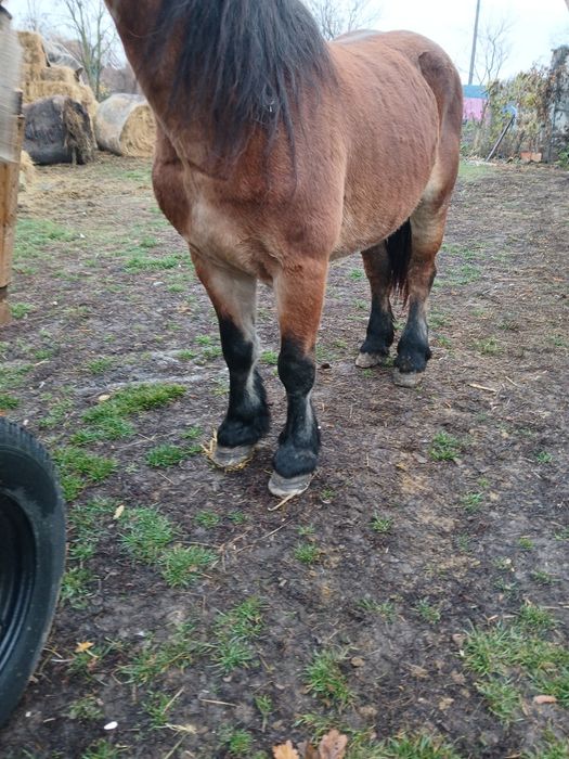 Avem o iapă de vânzare foarte bun la Ham