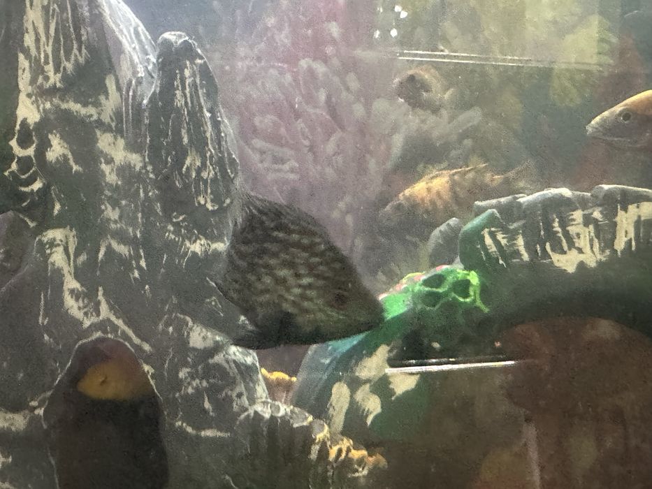 Брилиантовые попугайчики