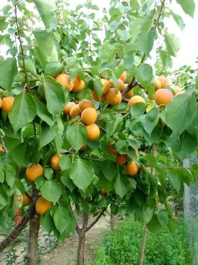 Pomi Fructiferi Străvechi Glia Strămoșească (Soiuri De Cais )