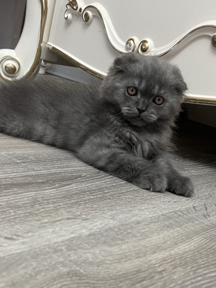 Котенок продается