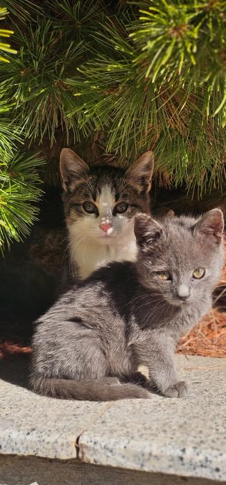 подаряват се котенца