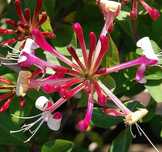 Caprifoi Red World - Mana Maicii Domnului, Lonicera japonica