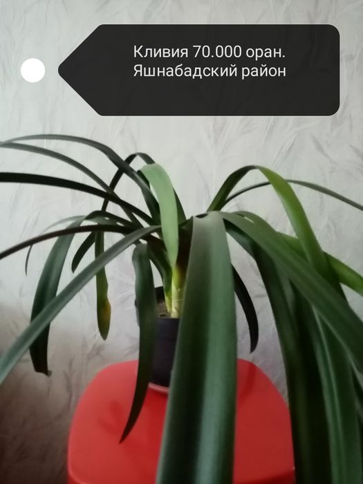 Продаю комнатные цветы