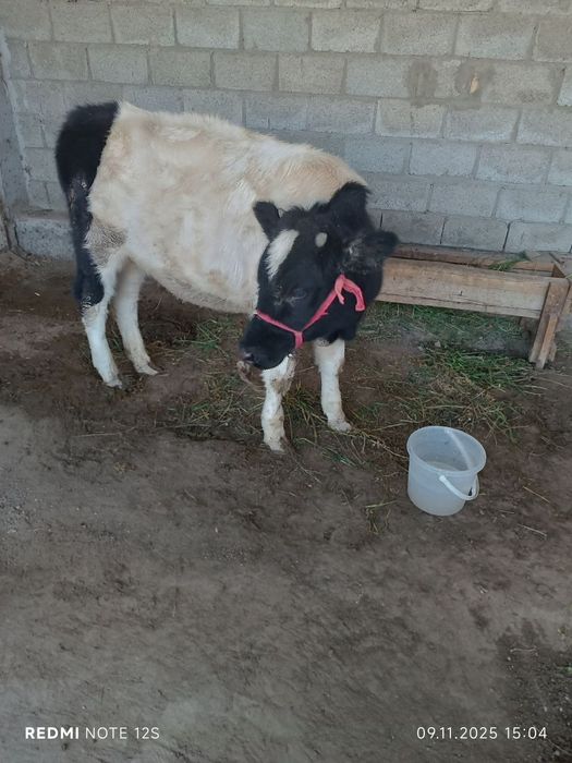 Гуножин гунажин..