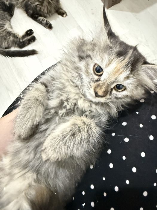 Продается котята сибирские чистая порода