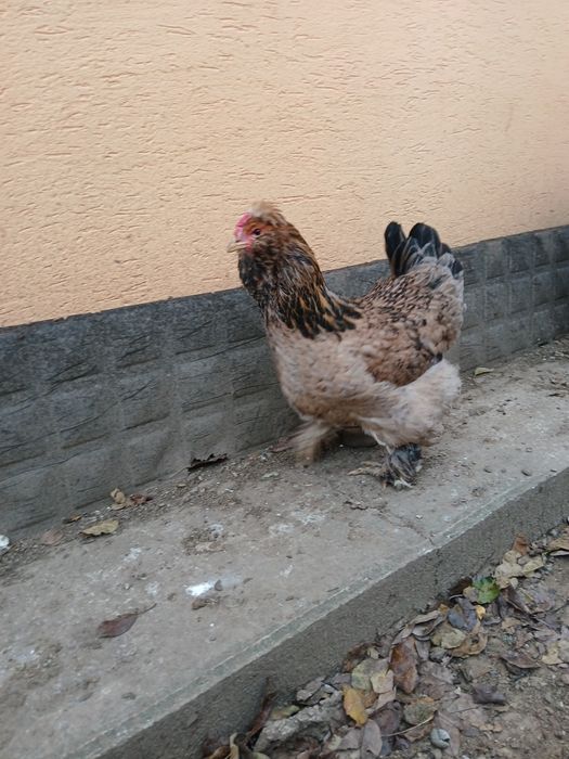 Găini și cocoși de rasă