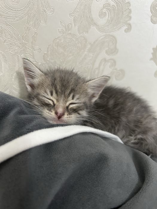 Одтам котенк бесплатно мальчик