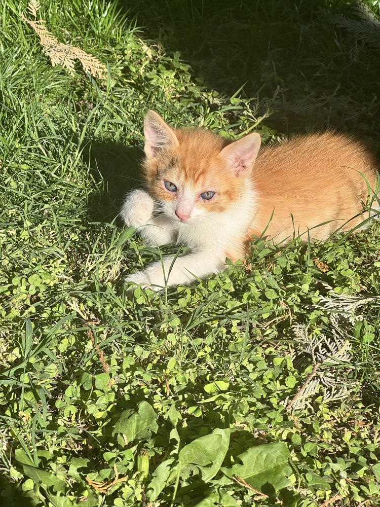 Мъжко коте на 2 месеца