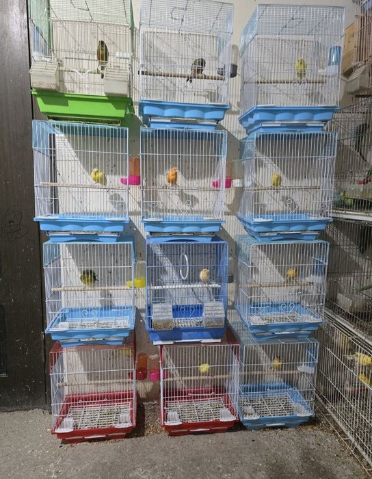 Канарейки певчие