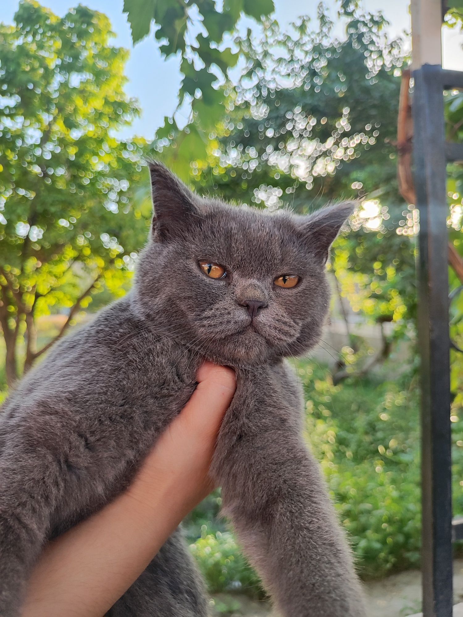 Продается шотландский прямоухий кот (scottish straight)
