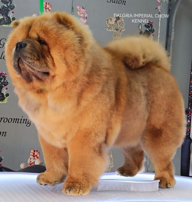 CHOW CHOW femela cream cu pedigree