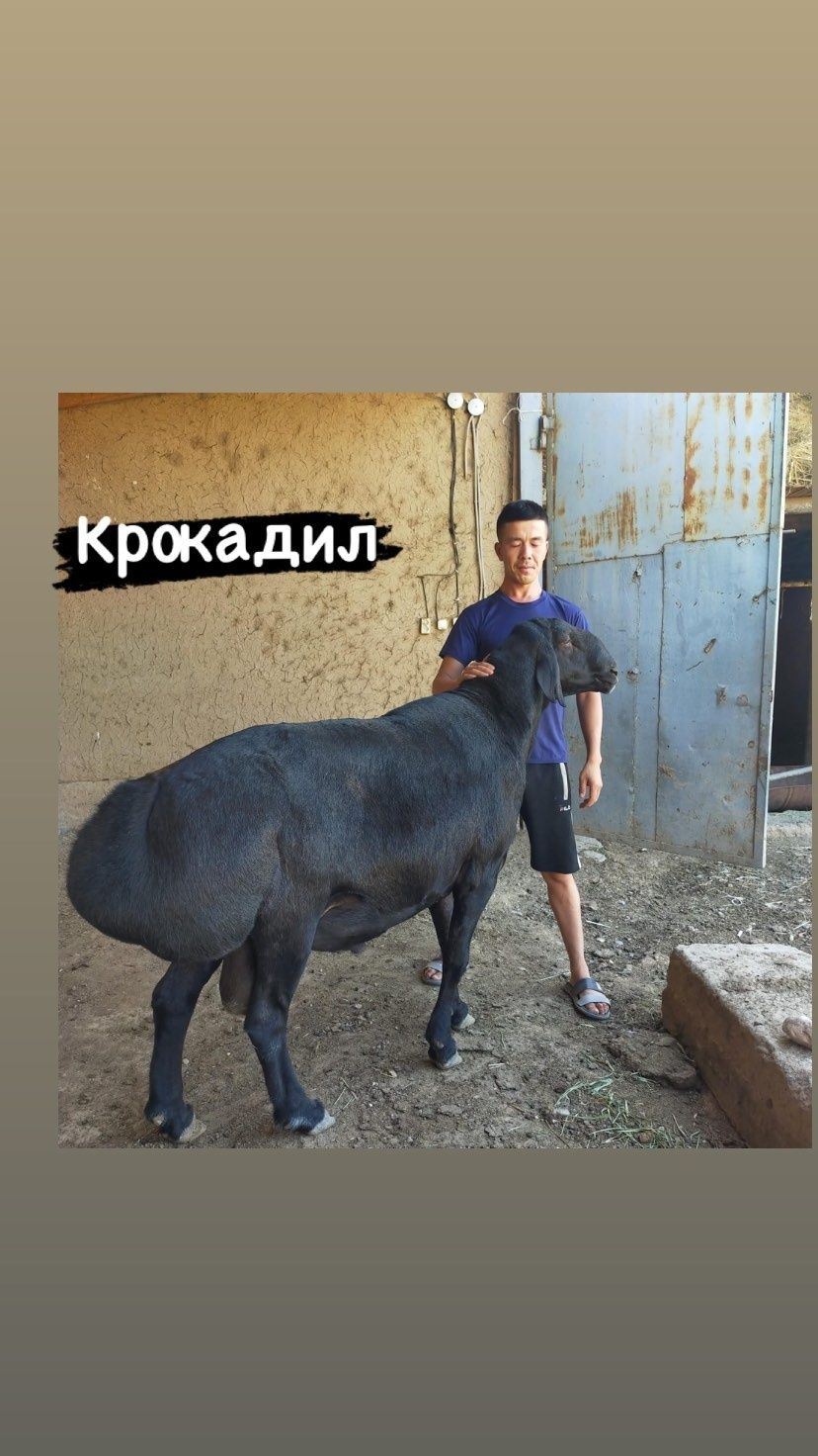 Кошкар от крокадил