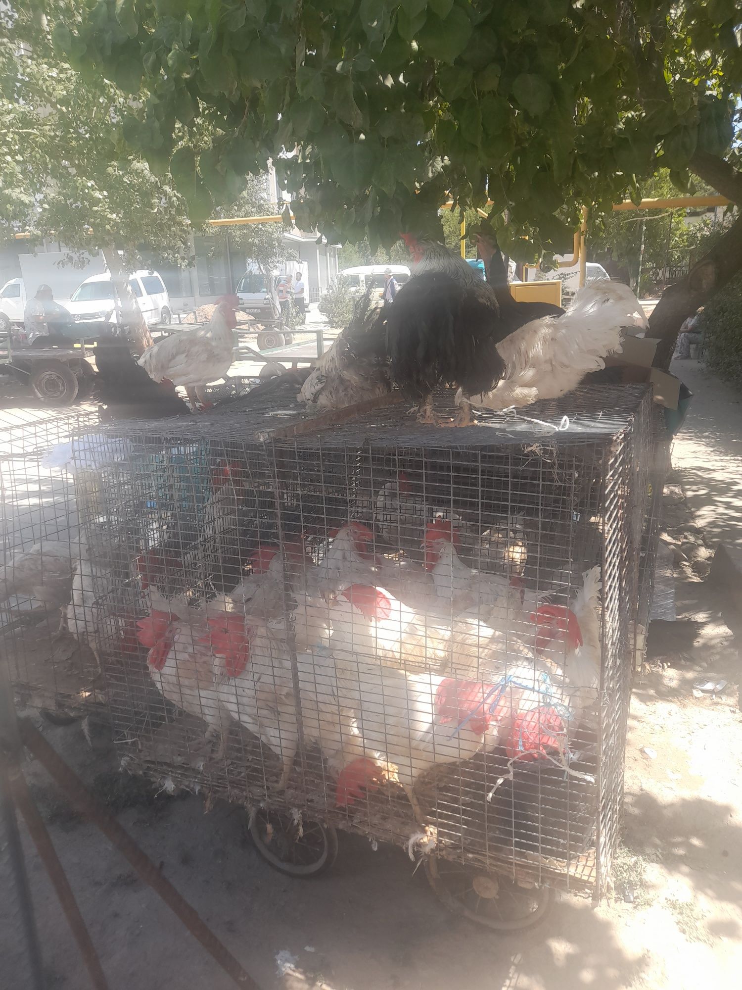 Xoroz tovuq lar yunusobod dexqon bozorida valiantla kop
