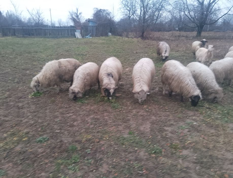 Oi turcane de vanzare