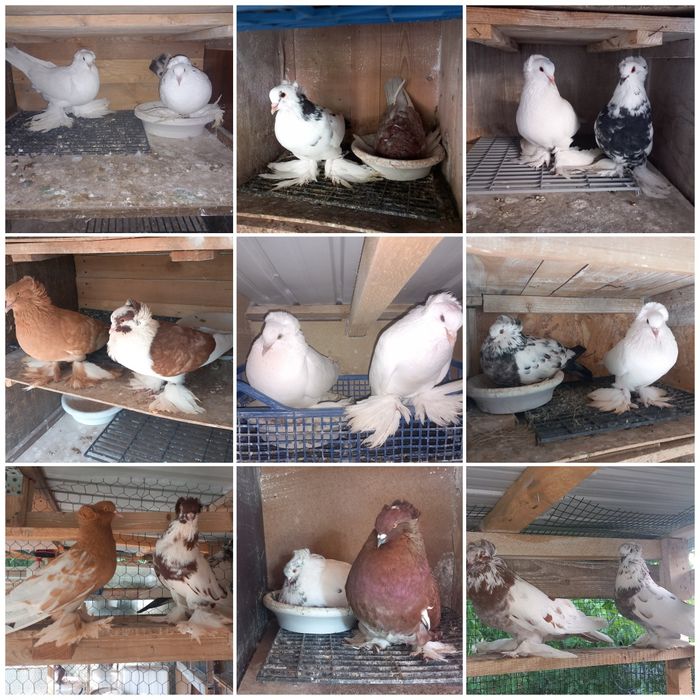 Voliera 2 compartimente porumbei uriasi maghiari