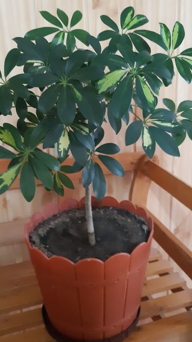 Flori diverse, ghiveci