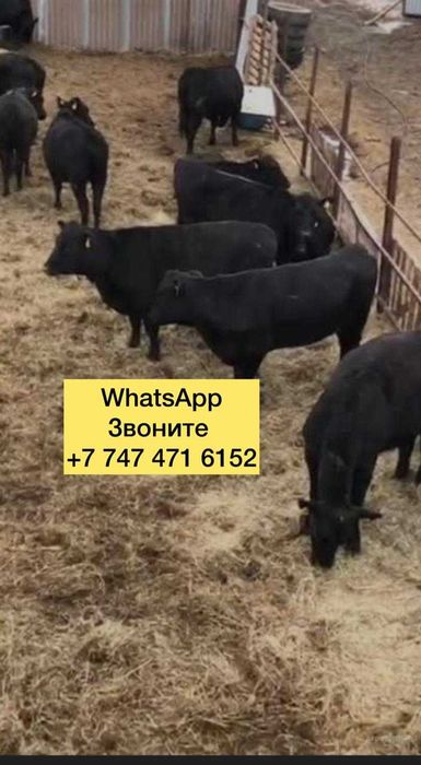 Телята бычки на продажу породисние геввы