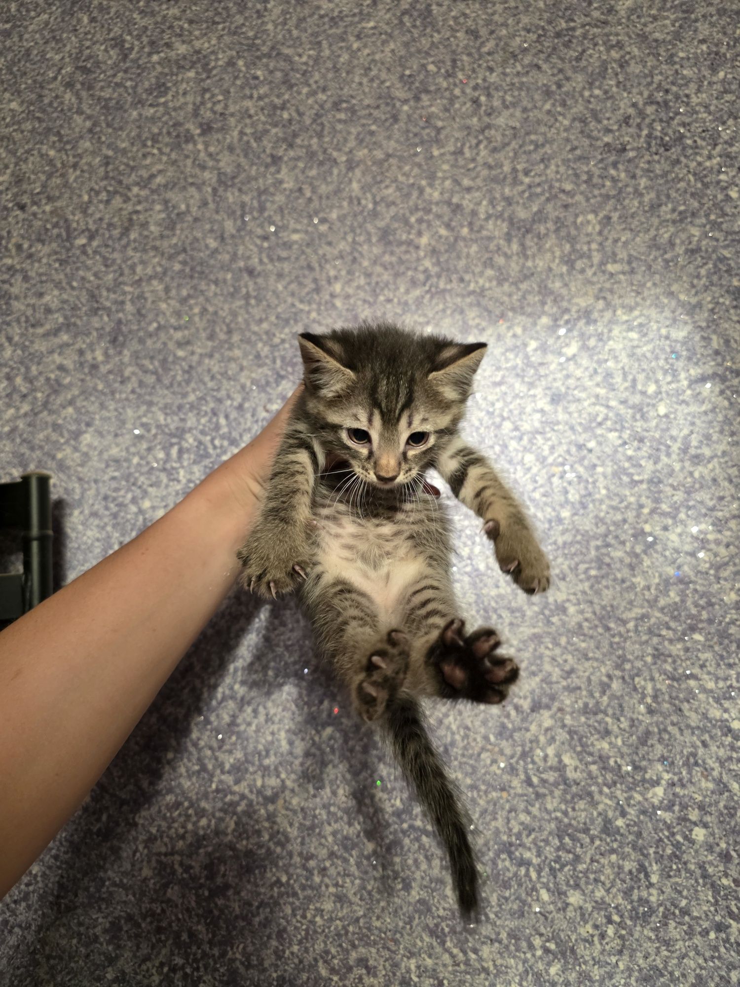 Срочно! ОТДАЁЮТСЯ котята в доброе руки!
