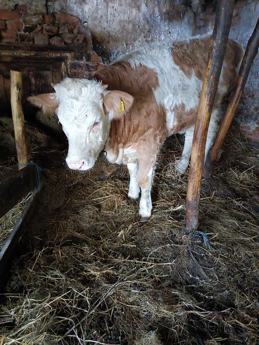 Vând vaca cu vitelusa