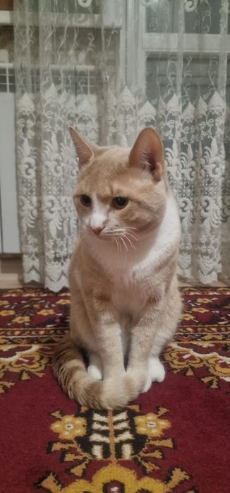 Молодой трёхцветный кот в добрые руки