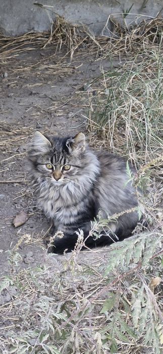 бесплатно котятя!