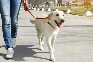 Разхождане на кучета/dog walking