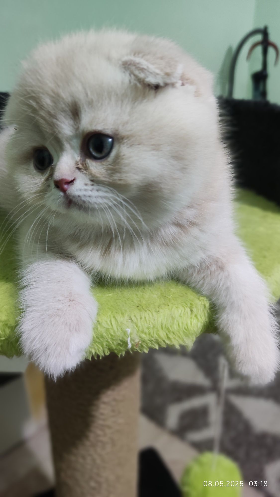 Котёнок скоттиш фолд.