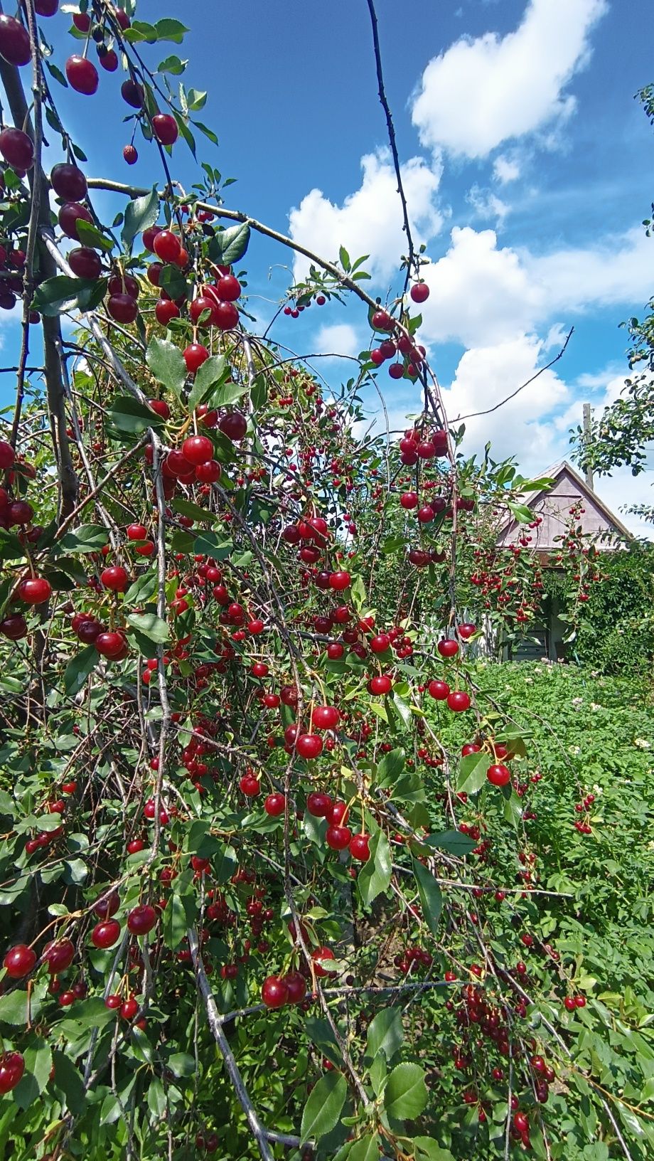 Продам вишню спелую