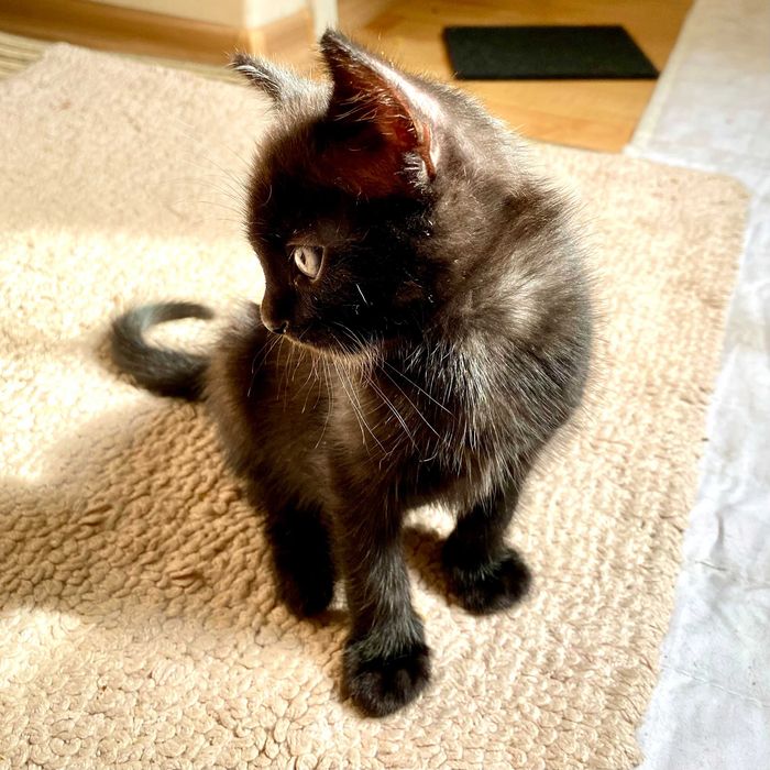 Подарявам домашно мъжко черно коте Ozzy