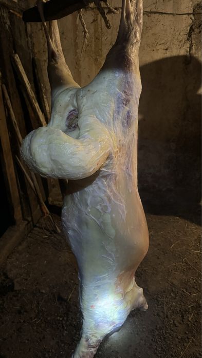 Кой токты бар семиз