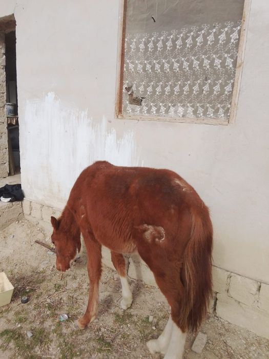 Жылқы сатылады срочно