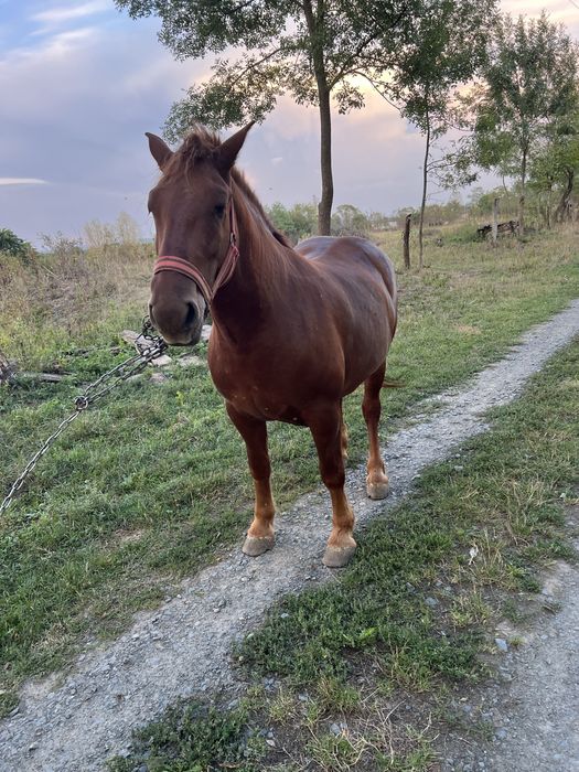Iapa de vanzare tanara 4/5 ani