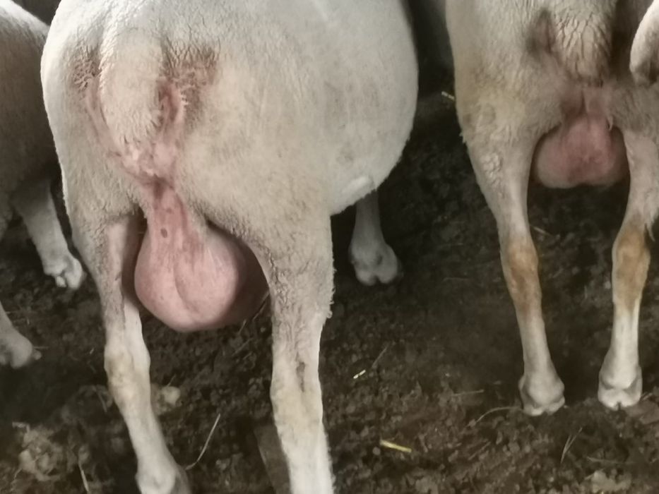 Vind  Berbec lacaune