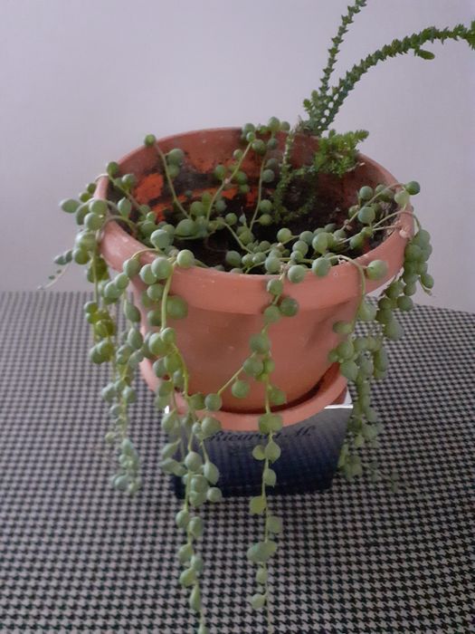 Ghivece cu flori de cameră