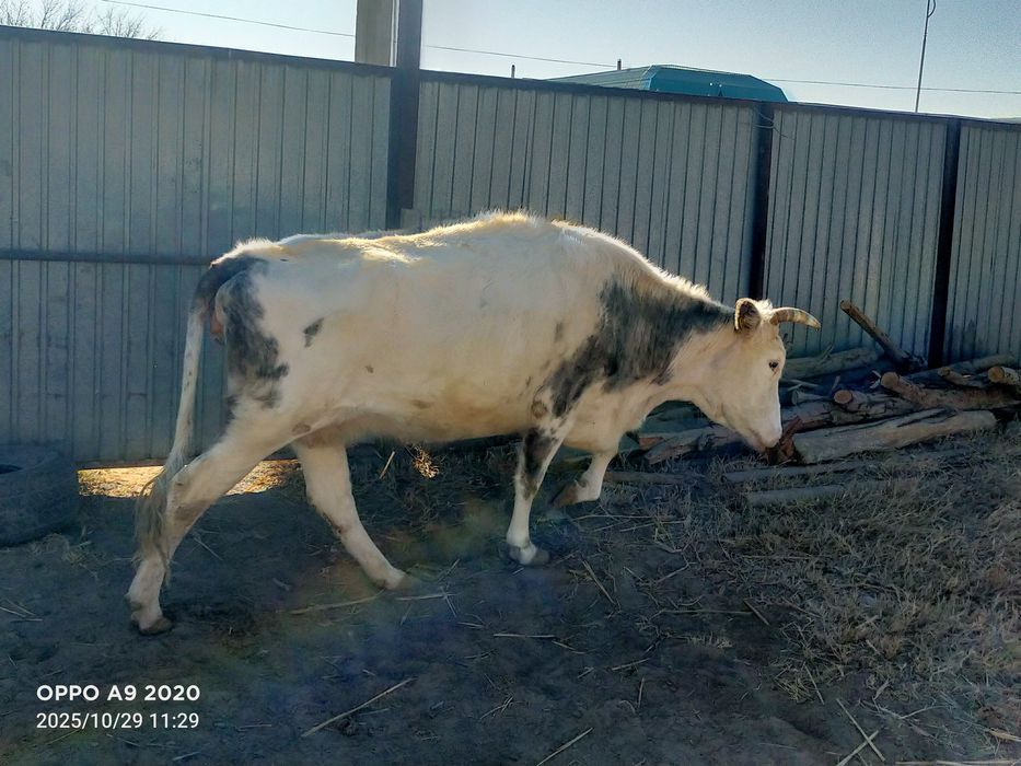 Сиырлар сатылады