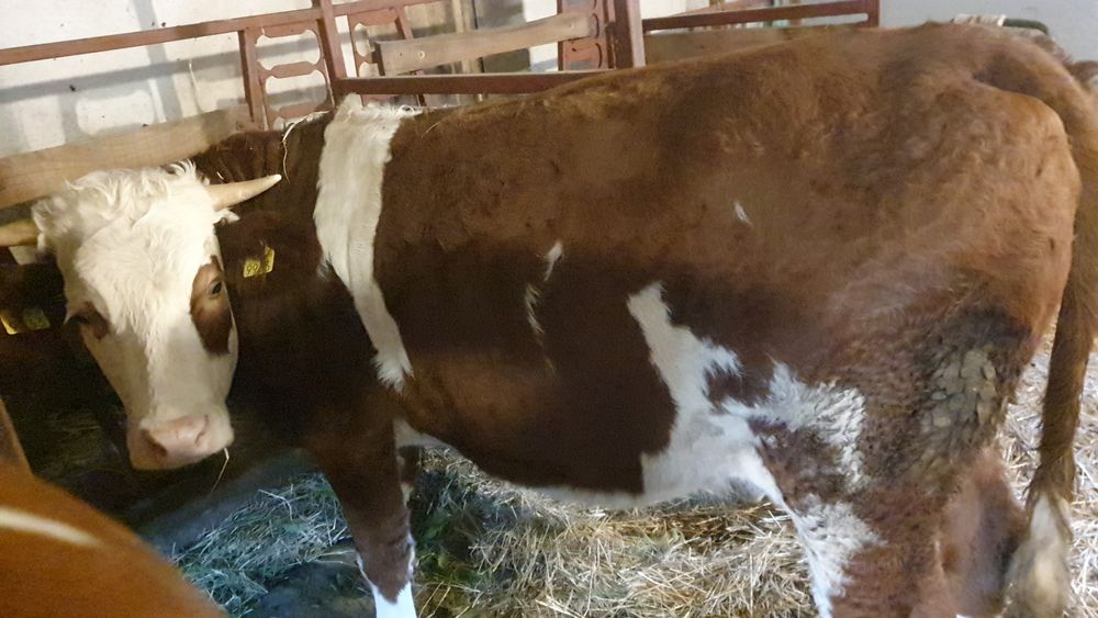 Vaca de vanzare.