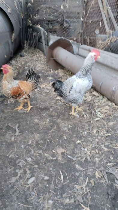 Продам петухов домашних
