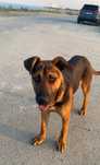 Doi catei metis de lup (dog German) tatal lor un lup original superb