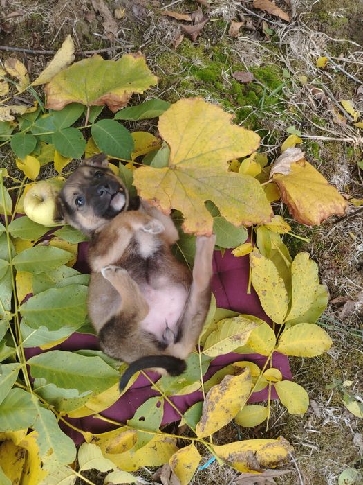 Pui de câine metis spre adopție