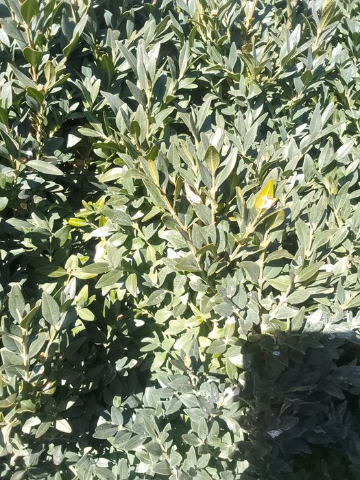 Buxus (gard viu) anul 6