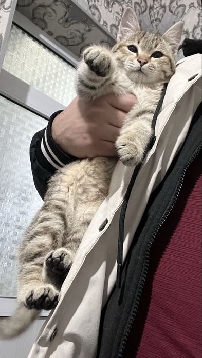 Mushukcha uy hayvoni aqilli juda