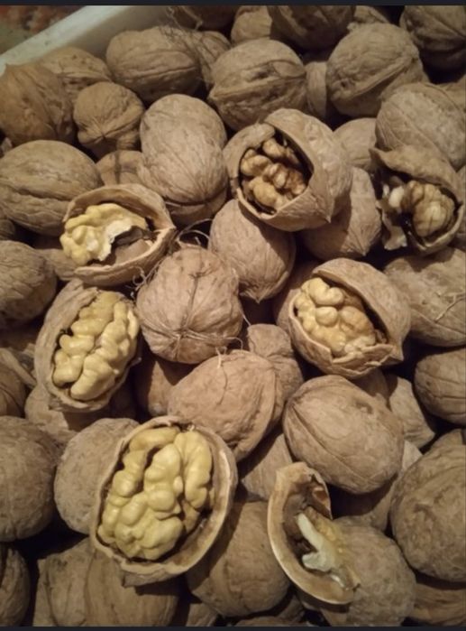 Жаңғақ ( Шымкент қаласы)