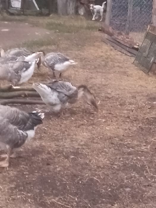 Продавам Зайци гъсъци