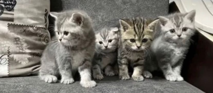 Шикарнейшие котята