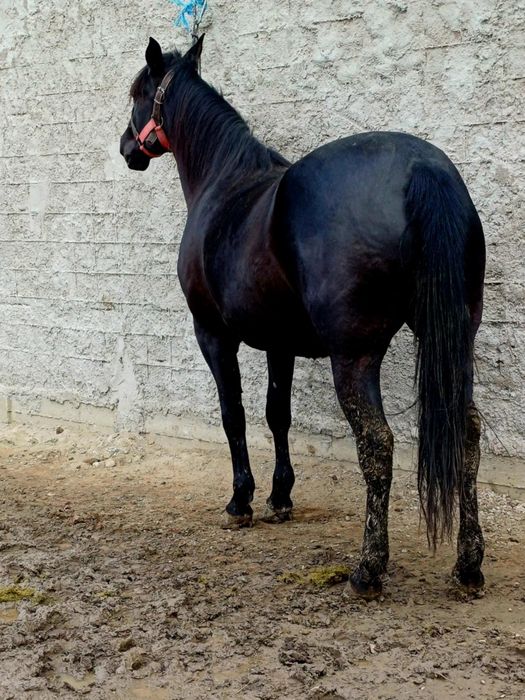 De vânzare iapă destantă învârstă de doi ani foarte cuminte și curat p