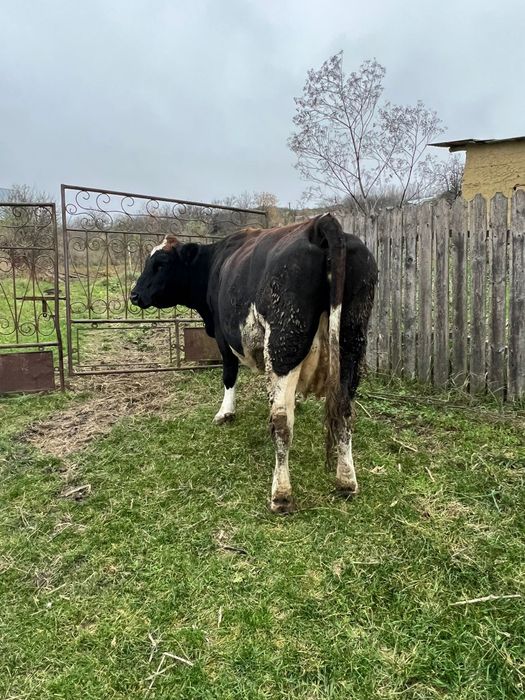 Vând vaci și viței