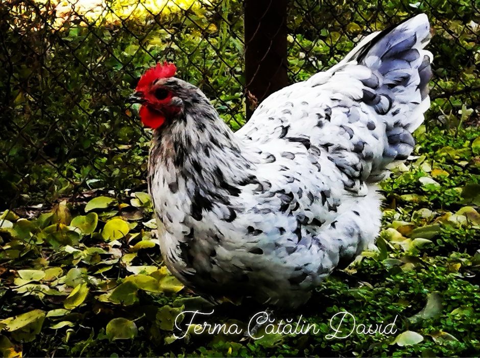 Oua incubatie Australorp Negru Albastru Splash