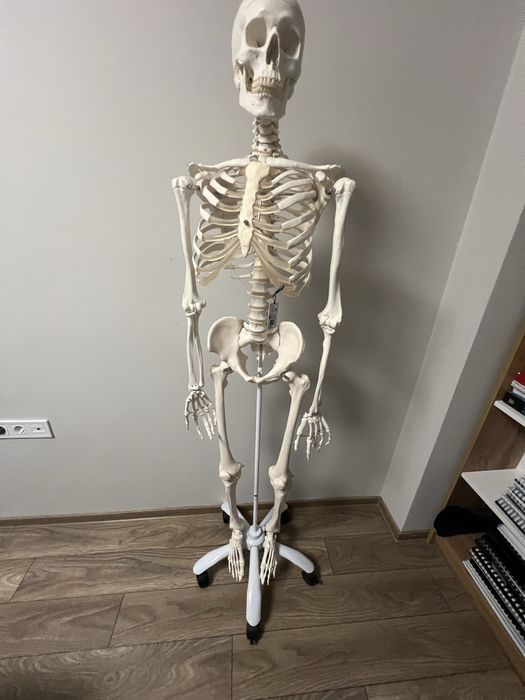 Schelet anatomic in marime naturala