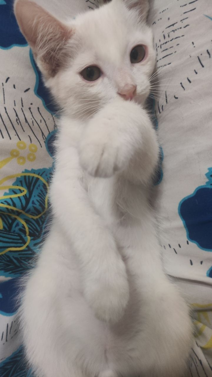 Отдам котят даром в хорошие руки!