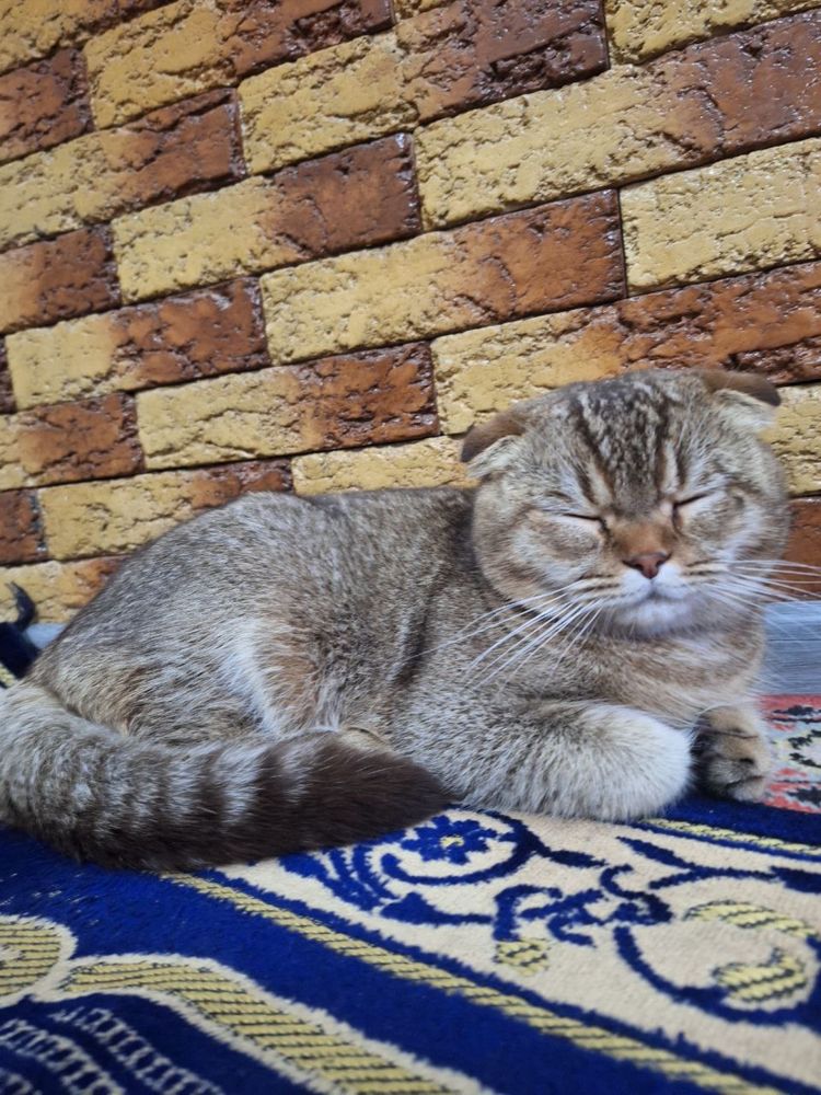 Шотландская вислоухая кошка